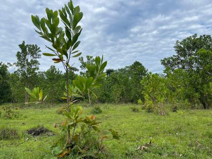Vendo Finca en Monte Plata, del tamaño que desees:  100, 200, 300, 400, 500 TAREAS ….hasta 1,200