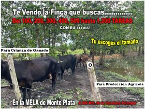 Vendo Finca en Monte Plata, del tamaño que desees:  100, 200, 300, 400, 500 TAREAS ….hasta 1,200